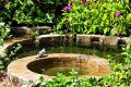 Protégez les oiseaux de la canicule avec un geste matinal simple et efficace