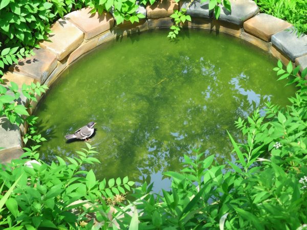 Jardin_Ombre_Eau