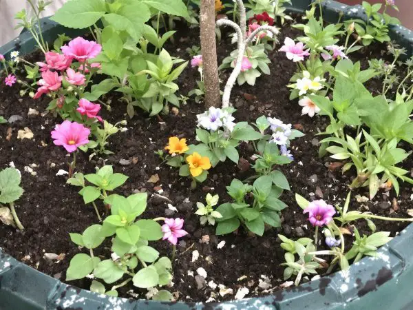 Jardin_poetique_pot_de_fleurs_casse