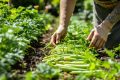 Récolte abondante : maîtrisez la culture des haricots verts chez vous