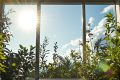 Révélez le secret des vitres impeccables avec 14 astuces maison économiques
