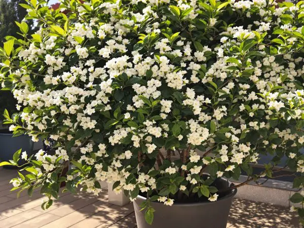 Osmanthus-Fragrans-Terrasse