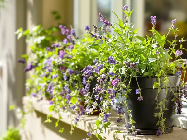 Plantes_repuslives_fenetre