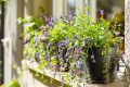 Adieu mouches : astuces naturelles pour une maison sans insectes volants