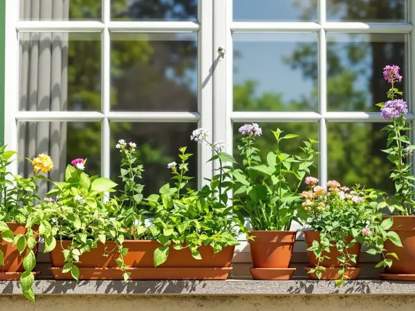 PlantesAntiMouchesFenetre