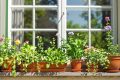 Mouches à la maison : dites adieu aux nuisibles avec des solutions 100% naturelles