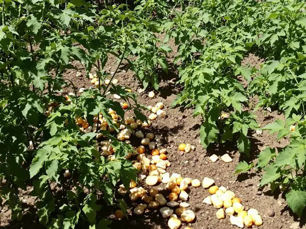 potager_tomates_coquilles