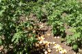 Transformez vos déchets culinaires en engrais miracle pour un jardin luxuriant