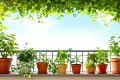 Cultivez vos légumes frais sur balcon : un potager d’abondance chez vous