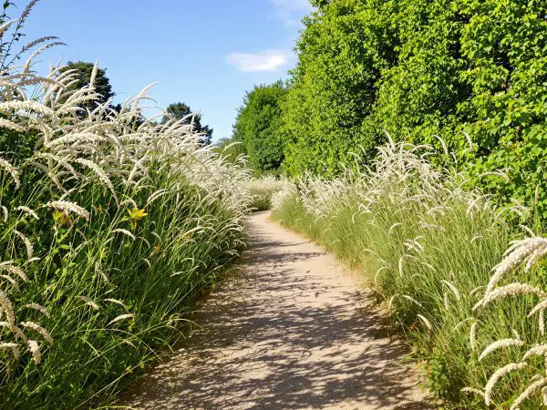 amarante-jardin-potager