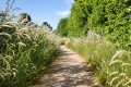 L’amarante blanche, de mauvaise herbe à super-aliment méconnu
