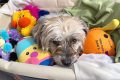 Comment apaiser l’anxiété de votre chien avec un simple vêtement