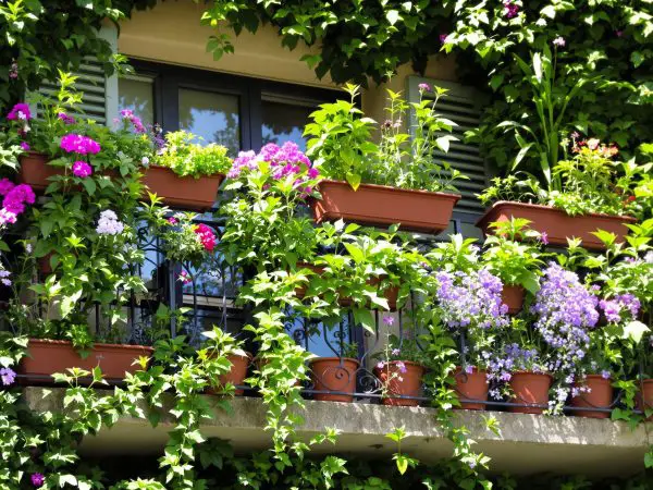 balcon_plantes_repusives