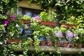 Mouches indésirables : 10 astuces écologiques pour un été tranquille à la maison