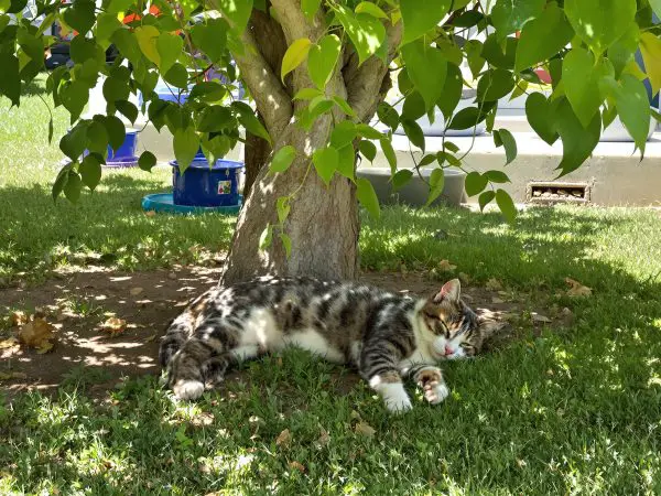 chat_ombre_eau_jardin
