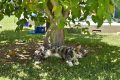 Canicule : comment protéger vos chats de la chaleur estivale ?