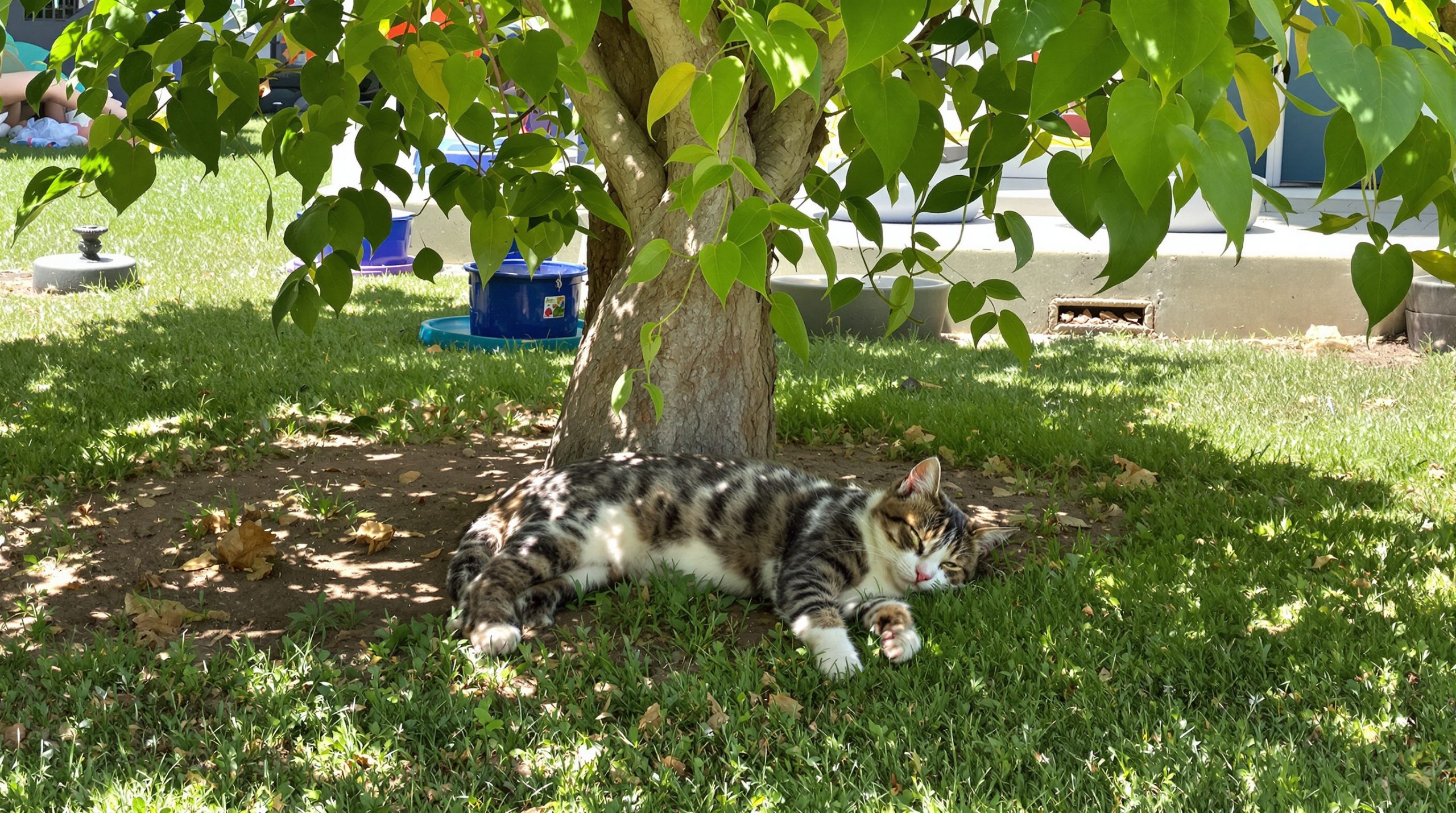 chat_ombre_eau_jardin