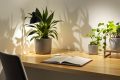 Jardinage d’intérieur : 7 plantes increvables pour espaces peu éclairés
