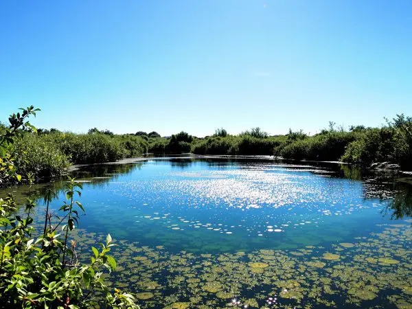 contemplation_etang_spiruline