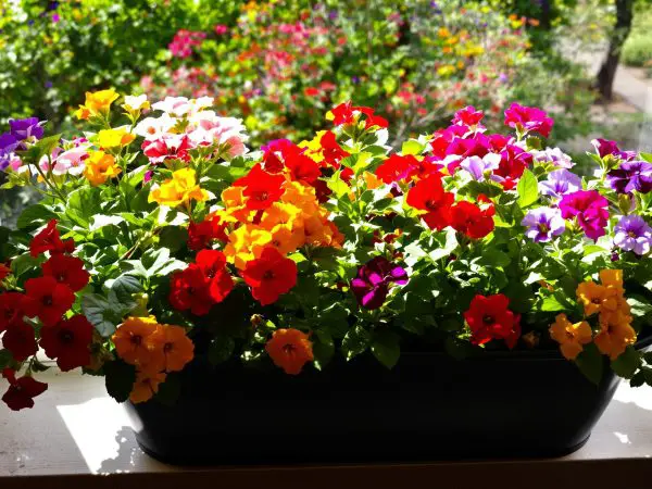 geranium_fenetre_exterieur