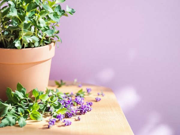 herbes_aromatiques_repulsives