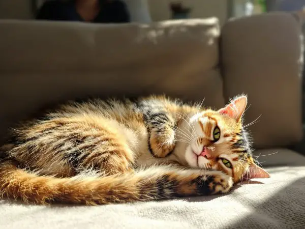 intuition_feline