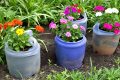 Arrosage automatique DIY : gardez vos plantes hydratées avec une simple bouteille