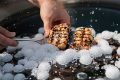 Nettoyer votre grille de four sans effort : découvrez le duo magique naturel