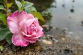 Escargot géant : péril rose pour la biodiversité des jardins français