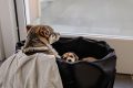 Anxiété canine : des solutions simples pour calmer votre chien en votre absence