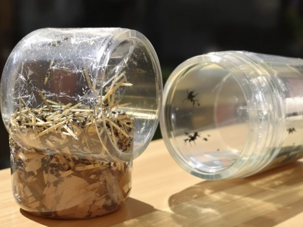 piege_insectes_bouteille