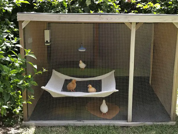 poulailler_confortable_jardin