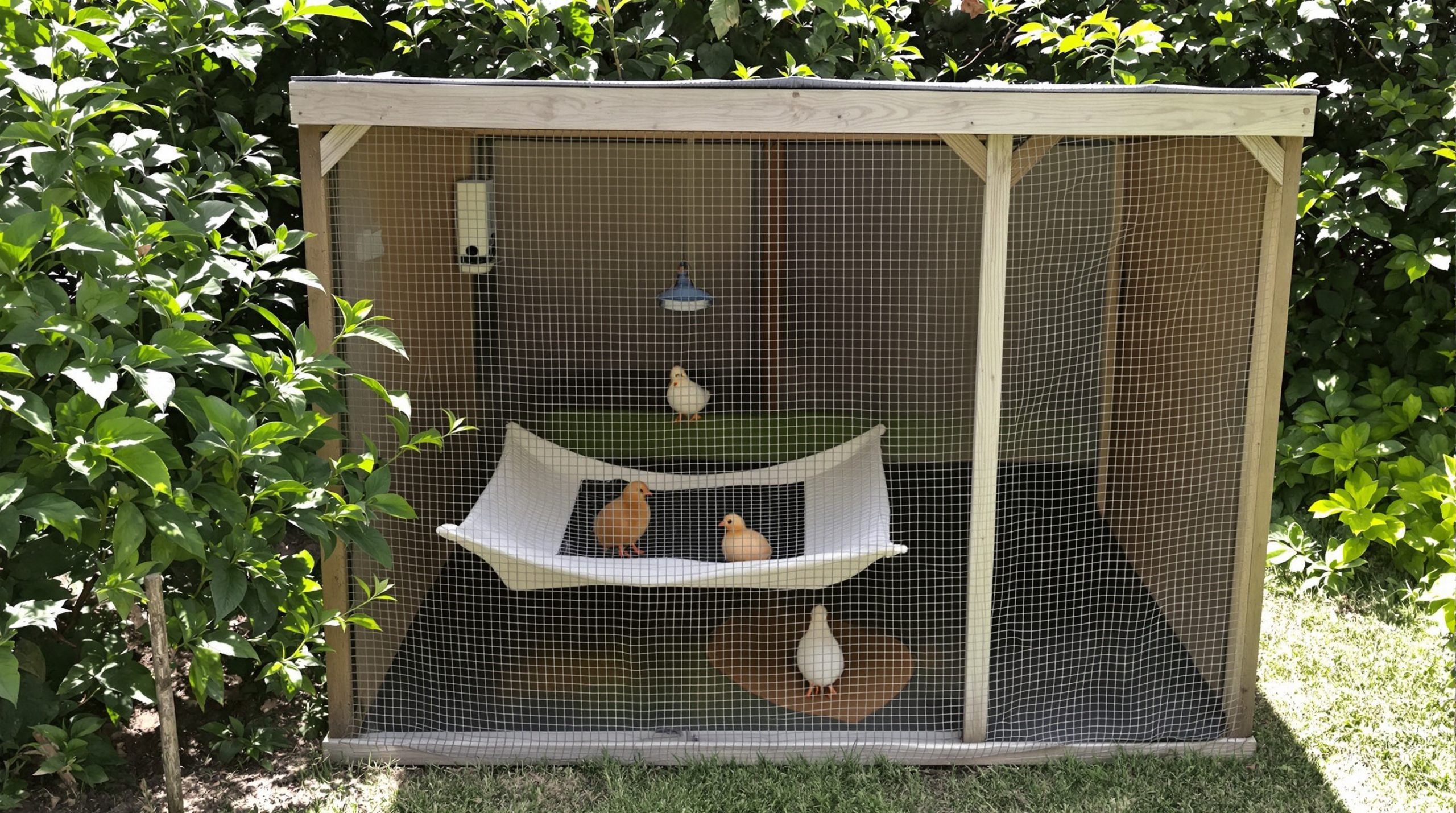 poulailler_confortable_jardin
