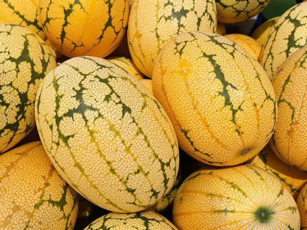 primeurs_melons_mûrs