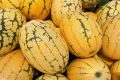 Comment choisir le melon parfait : astuces essentielles à découvrir dès maintenant
