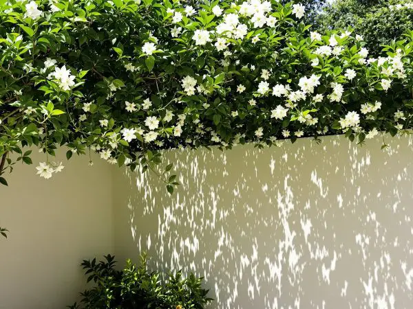 terrasse_jasmin_ombragé