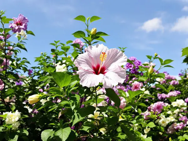 Althea_Jardin_Florissant