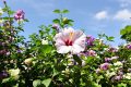 Hibiscus Syriacus : la solution écolo pour jardins éclatants et sans gaspillage
