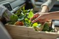 Laurier dans votre voiture : protection, odeurs et zenitude au naturel