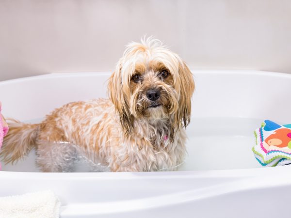 bain_chien_poils_longs