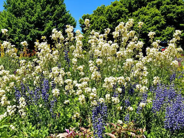 champ_plantes_medicinales_jour.xml