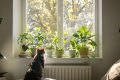 Plantes d’intérieur : votre chat sous la menace d’un poison méconnu