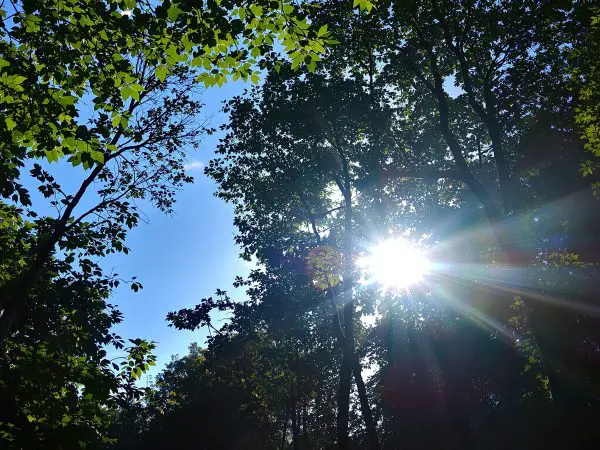 chemin_foret_lumineux