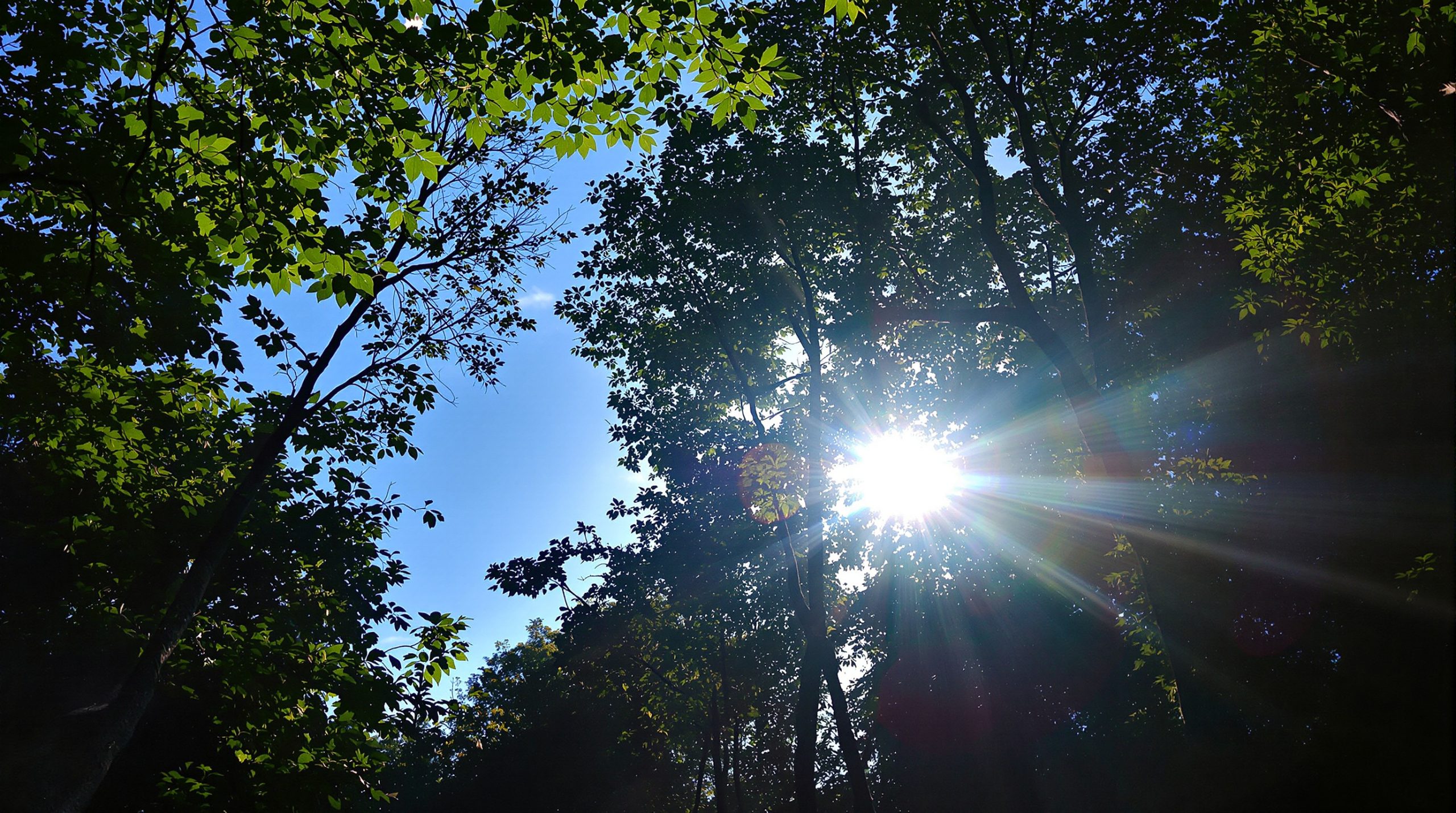 chemin_foret_lumineux