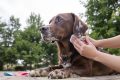 Dites adieu aux odeurs de chien mouillé avec le bicarbonate de soude