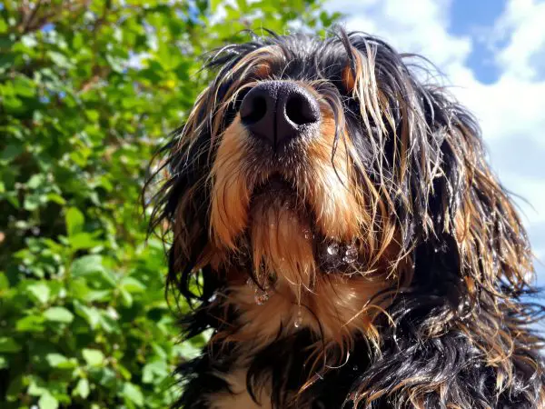 chien_secoue_exterieur