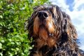 Comment éliminer les mauvaises odeurs de votre chien avec du bicarbonate de soude