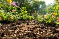 L’incroyable potentiel des coquilles d’huîtres : astuces économiques à découvrir