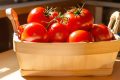 Conservation des tomates : les erreurs à éviter pour prolonger leur fraîcheur