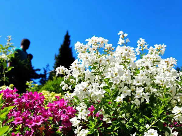 floraison_althéa_jardin_ensoleillé